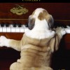 musicaldogs profile image