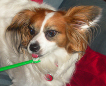  Brushing your dog's teeth a few times a week is a great way to improve and maintain their oral health.