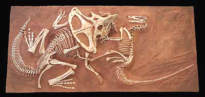 The fossil of the "Fighting Dinosaurs"