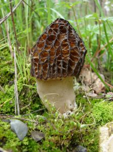 A mature grey morel reaching its stage in life when spores are released. 