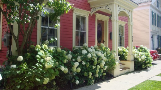 The hydrangeas by themselves look incredible around this home.