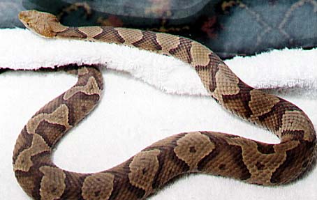 This is a Copperhead Snake. The good thing is that these snakes are usually non aggressive and it is rare for a death to occur from a Copperhead Snake. 