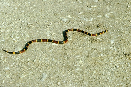 The Eastern Coral Snake Is The Most Dangerous Of The Venomous Snakes In The United States. 