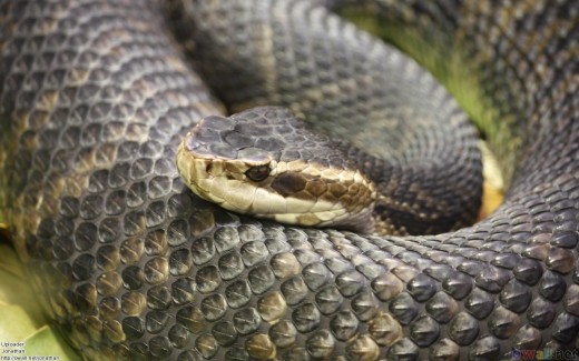 The Water Moccasin is an aquatic species of poisonous snake in the United States though the snake can be found on land and even in dry areas. It is usually an ill tempered snake that will strike if you get near it.