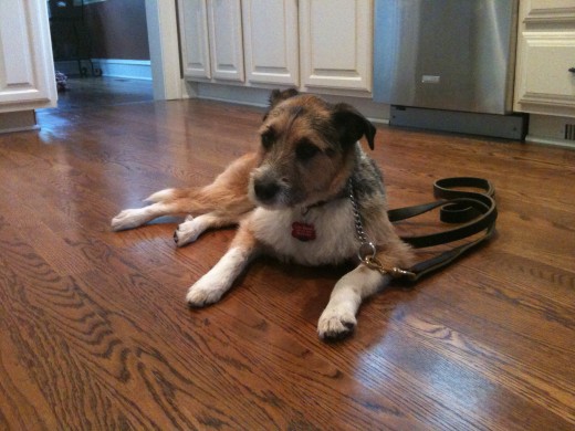 We adopted Casey from www.petfinder.com