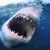 A Great White showing that deadly maw