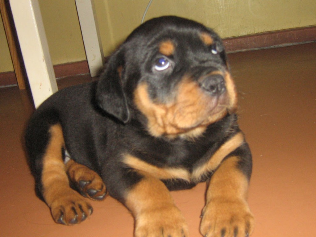 how-to-raise-a-well-trained-non-aggressive-rottweiler-pethelpful