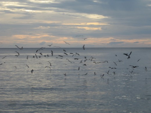 Birds fishing for dinner, St. Lucia