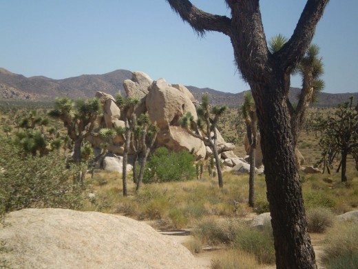 A stunning Joshua Tree in the foreground.