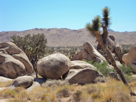 The Joshua tree and the boulder.