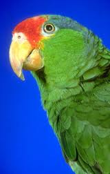 Amazon Parrots 