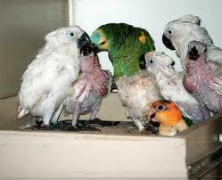 Amazon Parrots 