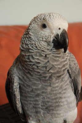 African Gray Porrot, only 6 months old!