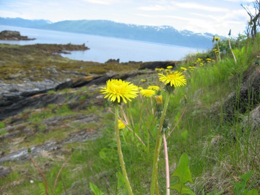 The view of the low tide from a dandelion's perspective.