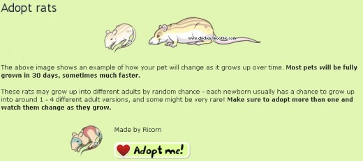 Adopting a rat is free and easy.