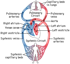 the anatomy and physiology of the heart