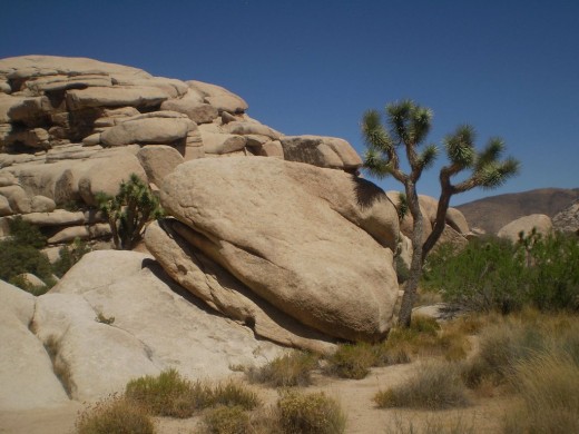 A Joshua tree near the large boulder formation.