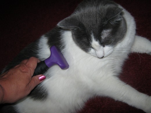 Dixie LOVES to be groomed with the Furminator! She lays right down and lets me comb her hair.