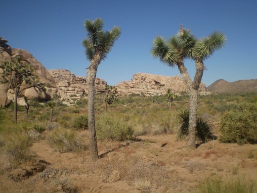 Two Joshua trees look like they are having a conversation.
