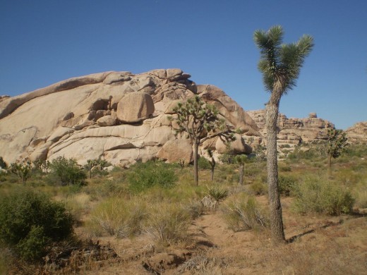 The large rock formation and the beautiful Joshua tree.