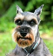 Dog for all reasons.  Mini Schnauzer.