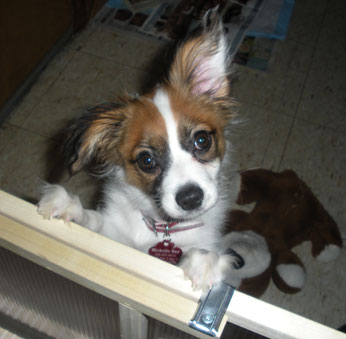 Pets are beloved members of our families.  In the event of an emergency, try your hardest not to leave them behind.