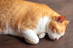 How Long Do Cats Live? The Lifespan of Felines
