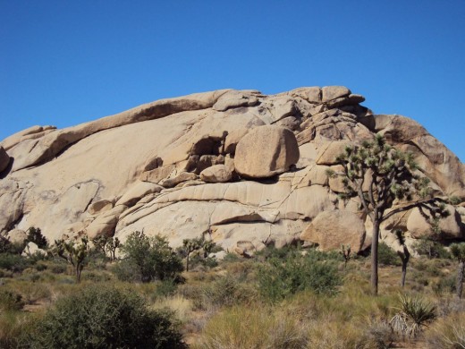 The Joshua tree looks small in comparison to the rocks.