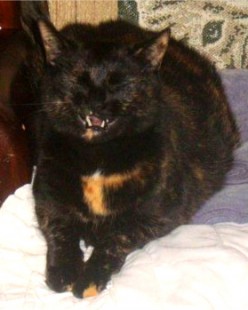 http://s1.hubimg.com/u/5442284_f248.jpg
