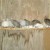 4-week old guinea keets on their "landing pad"