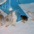 2-week old guinea keets