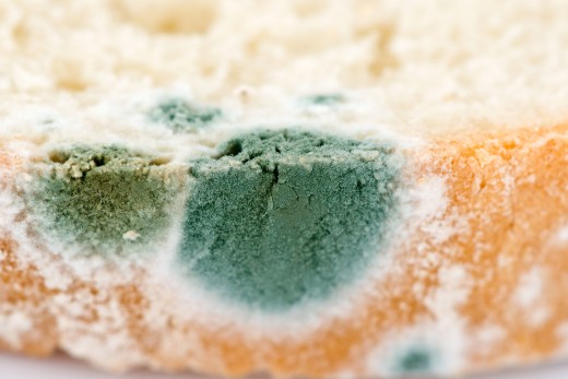 Some natural antibiotics are made from mold.