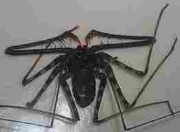 The Amblypygi (Known as a Whip Spider, but not a true spider)