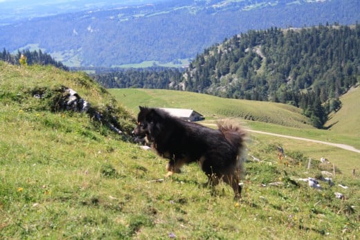 Chasseral, Switzerland - Panorama of 3 Lakes, Forest and Alp Mountains