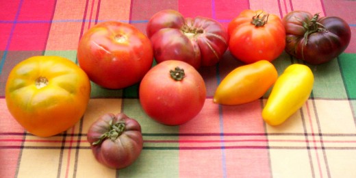 Tomato varieties