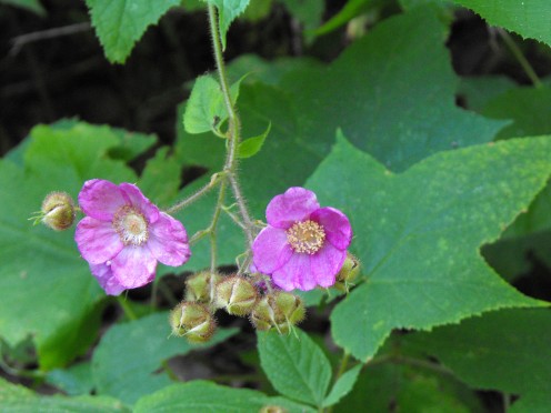 Flowers of the Purple fragrant Raspberry