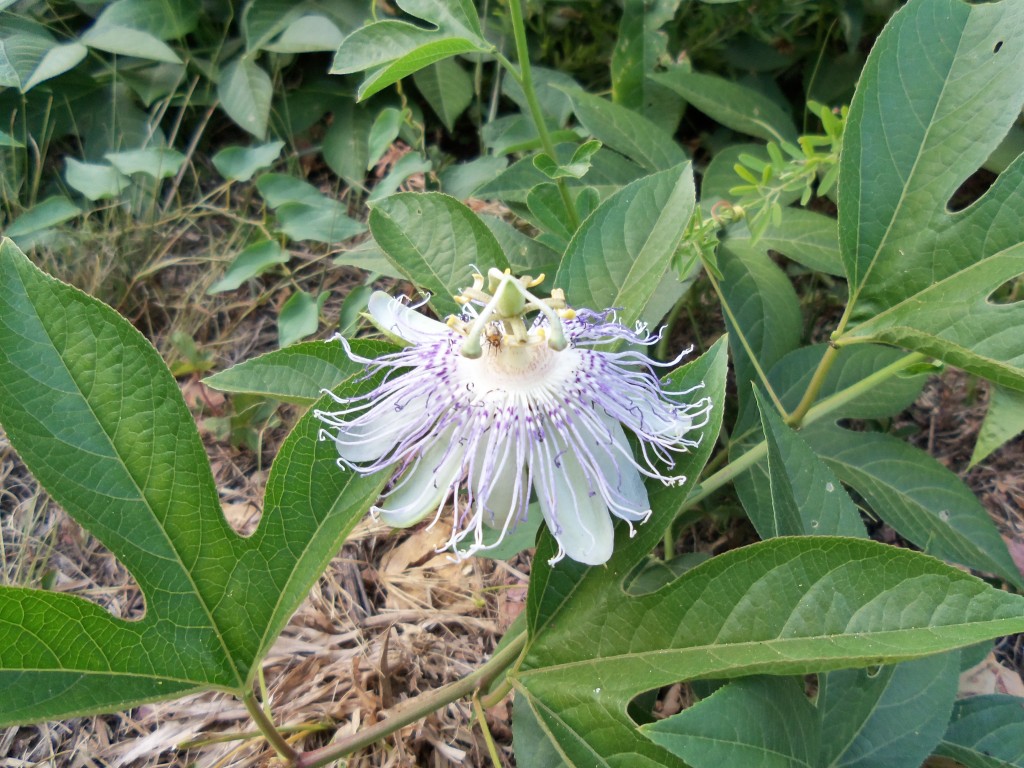 Maypop uses and identification HubPages