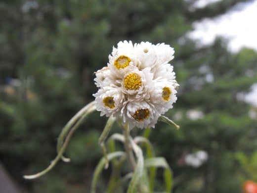 Pearly Everlasting...an interesting name