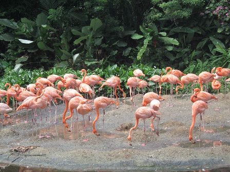 Flamingos at the Jurong Bird Park