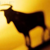 option trader profile image