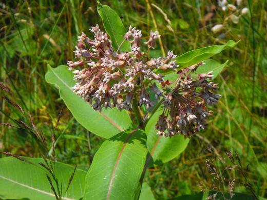 common Milkweed