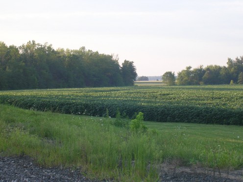 Rural Ohio beauty on an August afternoon.
