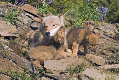 Gray wolves mother and her pups.