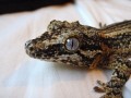 Geckos 101: Gargoyle Gecko Care