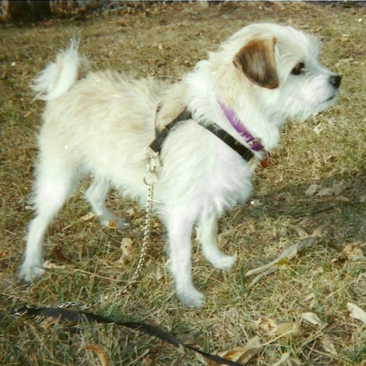 Presenting Cee-Cee, a Border Terrier mix and the author's current rescue.