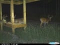 Deer Hunting Tips: Trail Cameras