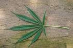 Contaminated Cannabis