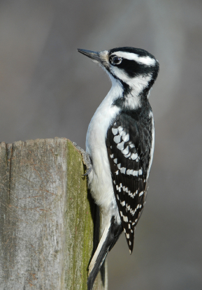 Female Hairy Woodpecker
