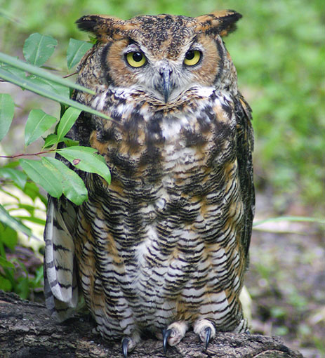 a look at the different types of owls in florida owlcation a look at the different types of owls in florida owlcation