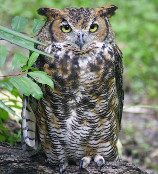 A Look at the Different Types of Owls in Florida Owlcation